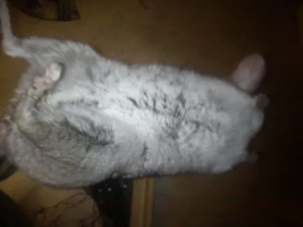 Chinchilla se află pe partea și convulsiile sale - ce să facă (sinsila) Chinchilla se află pe partea și convulsiile sale - ce să facă