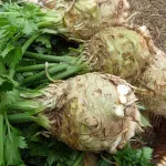 Rădăcină de țelină în creștere în câmp deschis, grădinar