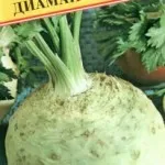 Rădăcină de țelină în creștere în câmp deschis, grădinar