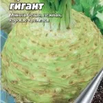 Rădăcină de țelină în creștere în câmp deschis, grădinar