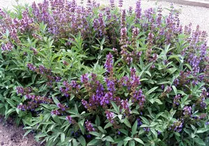 plantare Salvia și de îngrijire la cabana lor de vara (salvie) plantare Salvia și de îngrijire la cabana lor de vara
