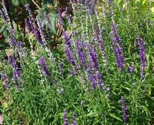 plantare Salvia și de îngrijire la cabana lor de vara (plantare) plantare Salvia și de îngrijire la cabana lor de vara