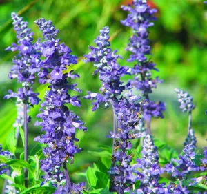plantare Salvia și de îngrijire la cabana lor de vara (zona) plantare Salvia și de îngrijire la cabana lor de vara