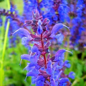 plantare Salvia și de îngrijire la cabana lor de vara (plantare) plantare Salvia și de îngrijire la cabana lor de vara