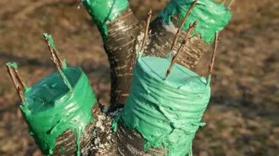 muncă sezonieră în grădina de întreținere grădină primăvara devreme și iarna (timpurie) Munca sezonieră în grădina de întreținere grădină primăvara devreme și de iarnă