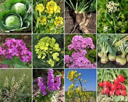 crucifere plante (varză) Caracteristici și specificații