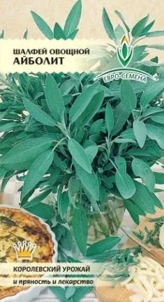 plantare Salvia, cultivare, îngrijire (muguri de flori va avea loc) plantare Salvia, cultivare, îngrijire
