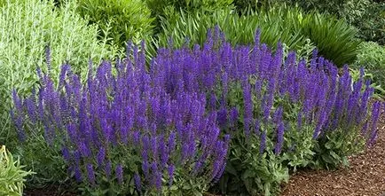 Sage cresc în țară cu ajutorul unor sfaturi simple (cresc) Sage cresc în țară cu ajutorul unor sfaturi simple