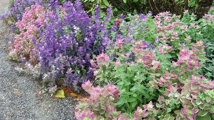 plantare Salvia, cultivare, îngrijire (salvie) plantare Salvia, cultivare, îngrijire