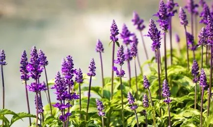 Sage cresc în țară cu ajutorul unor sfaturi simple (salvie) Sage cresc în țară cu ajutorul unor sfaturi simple
