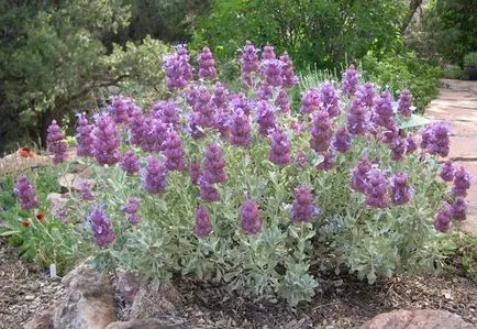 plantare Salvia, cultivare, îngrijire (grup de specii sunt reprezentate) plantare Salvia, cultivare, îngrijire