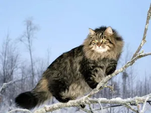 Siberian descriere rasa, fotografii, pepiniere si Anunturi