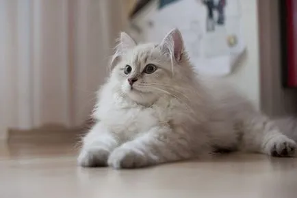 Siberian 33 fotografie