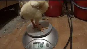 Cât de mulți pui de carne cresc, și cât de mult în greutate un pui de la o anumită vârstă