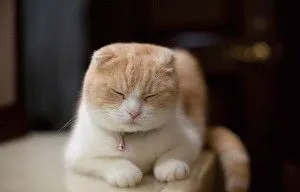 Scottish Fold - Descriere rasa, caracter, fotografie, preț, întreținere, site-ul de 