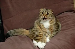 Scottish Fold - Descriere rasa, caracter, fotografie, preț, întreținere, site-ul de 