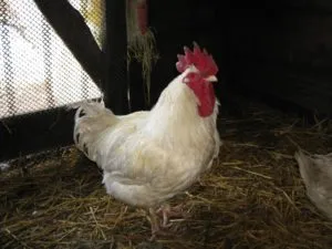 Cât de mulți pui de carne cresc, și cât de mult în greutate un pui de la o anumită vârstă