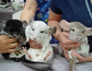 Câți chinchilla trăiesc în casă, precum și de îngrijire, hrănire și reproducere