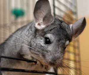 Câți chinchilla trăiesc în casă, precum și de îngrijire, hrănire și reproducere