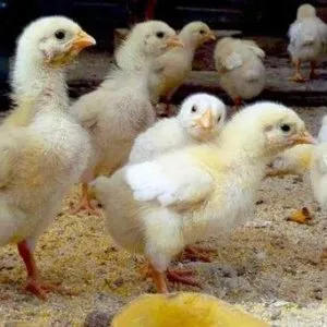 Cât de mulți pui de carne cresc, și cât de mult în greutate un pui de la o anumită vârstă