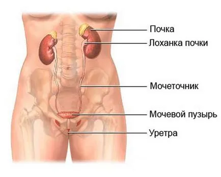 Care parte sunt rănit și rinichii la om