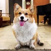 Dog Alekseya Vorobeva - Elvis (rasa Corgi) biografie, poze (Alexei) Dog Alekseya Vorobeva - Elvis (rasa Corgi) biografie, fotografii