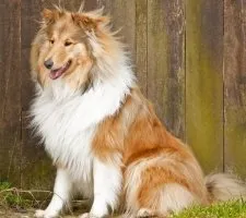 câine Collie descriere rasă, fotografii, prețul de pui, comentarii