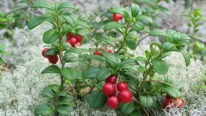 Colectăm fructe de pădure