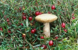 Colectăm fructe de pădure
