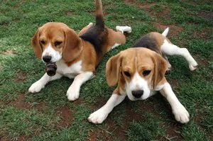 Câini și căței beagle preturi, poze, descriere si istorie a rasei (câine) Câini și căței beagle preturi, poze, descriere si istorie a rasei
