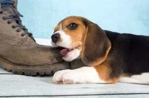 Câini și căței beagle preturi, poze, descriere si istorie a rasei (câine rasa Beagle fotografie catelus Pret) Câini și căței beagle preturi, poze, descriere si istorie a rasei
