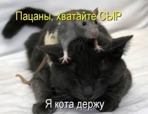 Funny cats