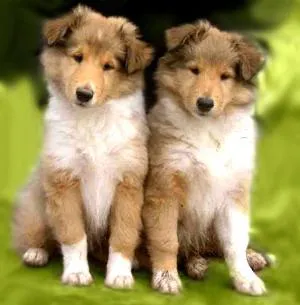 câine Collie