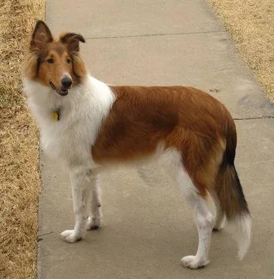 câine Collie