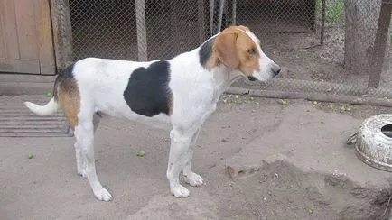 Rusă Descriere câine de câine rasa, fotografii, prețul de pui, comentarii