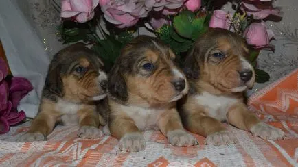Rusă Descriere câine de câine rasa, fotografii, prețul de pui, comentarii