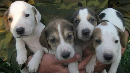 Rusă Descriere câine de câine rasa, fotografii, prețul de pui, comentarii