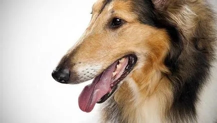 câine Collie