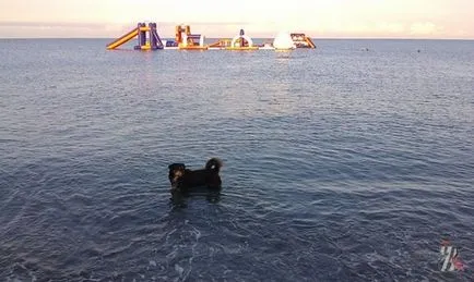 Câine pe plaja - nu se poate, dar s-au adaptat pentru a vizita plajele înainte de deschiderea - în zori ... (câini) Câine pe plaja - nu se poate, dar s-au adaptat pentru a vizita plajele înainte de deschiderea - în zori ...