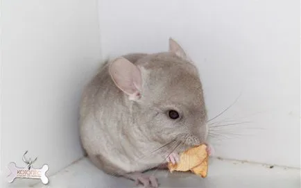 Cuprins chinchilla Cum de a proteja animalul de stres (sinsila) Cuprins chinchilla Cum de a proteja animalul de stres