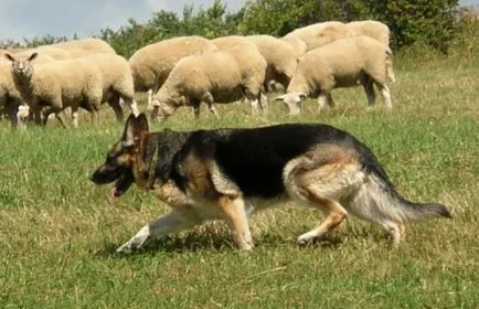 Câine, animale, rasă