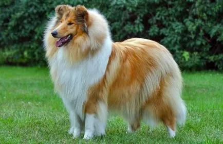 câine Collie