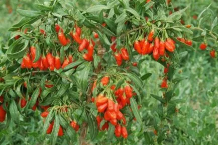 Se colectează în mod corect de fructe de padure