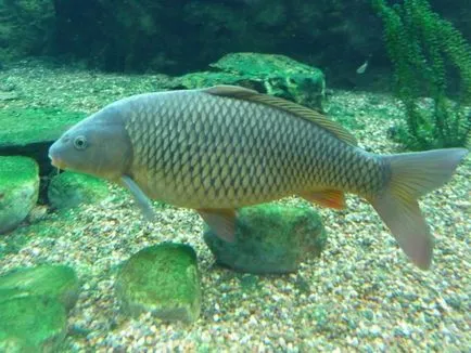 Tackle crap cu mâinile video de crap catchability ucigaș și alte