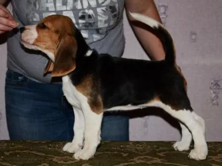 Câini și căței beagle preturi, poze, descriere si istorie a rasei (rasa) Câini și căței beagle preturi, poze, descriere si istorie a rasei