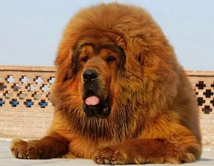 Dog diamante scumpe
