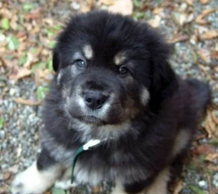 Dog diamante scumpe