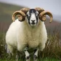 Vis carte femeie vechi într-un vis, vis despre ce o femeie teribil vechi, rău
