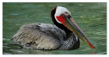 Raportarea pelican