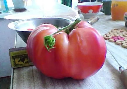 Giants soiuri de tomate